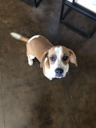 Lost Male Dog last seen N. Red River Street, Mexia, TX, Mexia, TX 76667