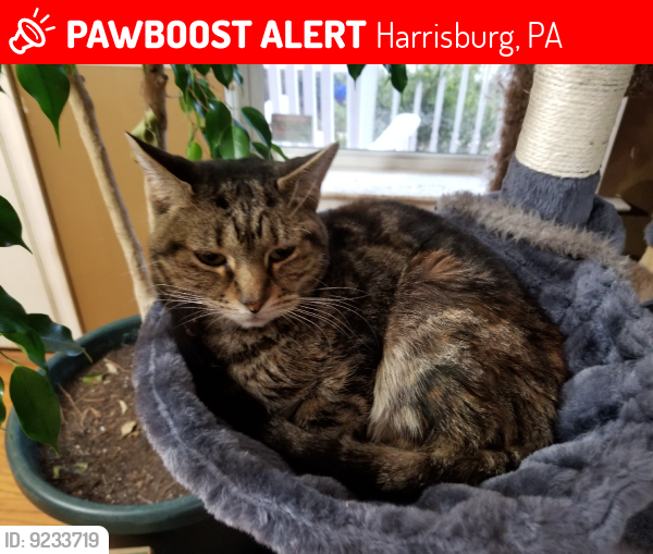Lost Female Cat last seen Hamilton St, Harrisburg, PA 17102