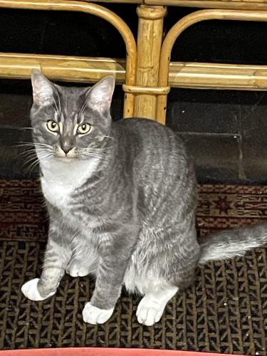 Lost Male Cat last seen Flinders Uni Science and Maths School, Bellevue Heights, SA 5050