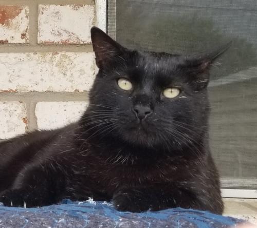 Lost Male Cat last seen Last seen early morning at ,1500 Blk of Westlake Dr in Plano, Plano, TX 75075