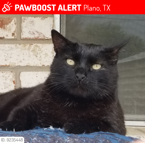 Lost Male Cat last seen Last seen early morning at ,1500 Blk of Westlake Dr in Plano, Plano, TX 75075