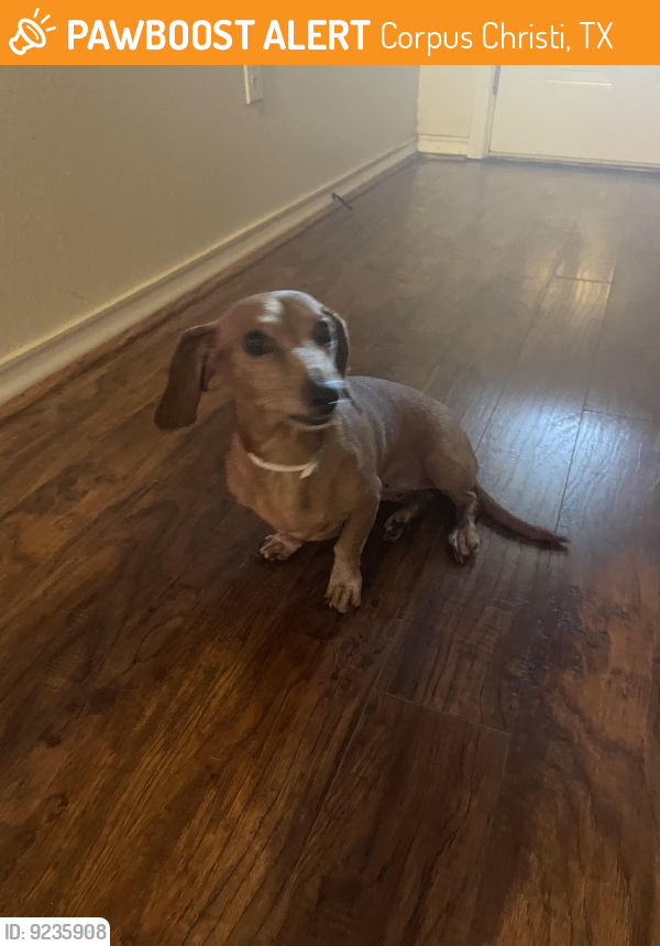 Corpus Christi, TX Stray Female Dog Found Near River Walk Dr in