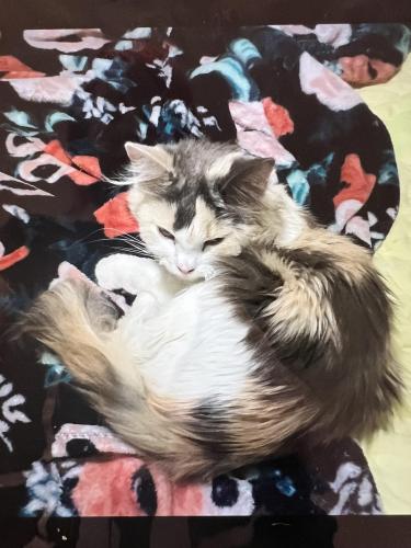 Lost Female Cat last seen Between Peoria and olive on 116ave , Youngtown, AZ 85363