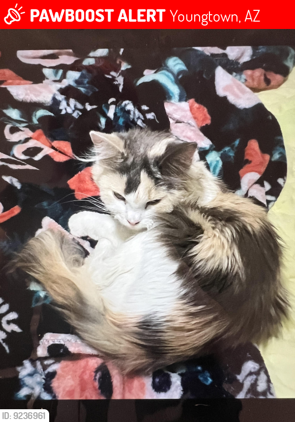 Lost Female Cat last seen Between Peoria and olive on 116ave , Youngtown, AZ 85363