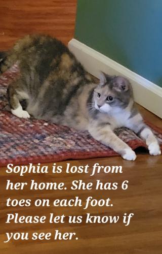Lost Female Cat last seen Spindler fields area, Columbus, OH 43026
