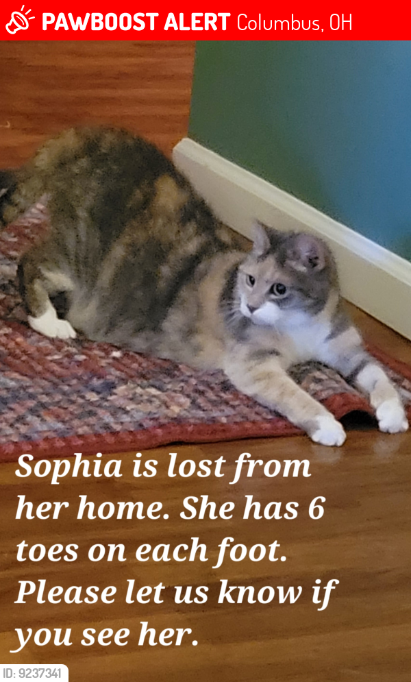 Lost Female Cat last seen Spindler fields area, Columbus, OH 43026