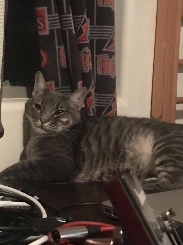 Lost Male Cat last seen Higley and Ray, Gilbert, AZ 85295