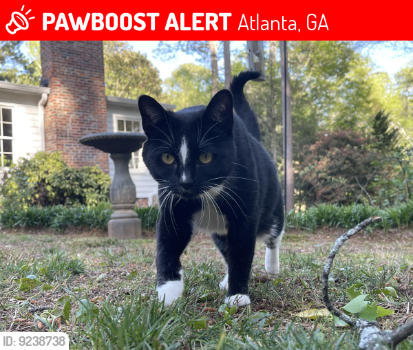 Lost Female Cat last seen Hazelwood Drove and briarcliff, Atlanta, GA 30345