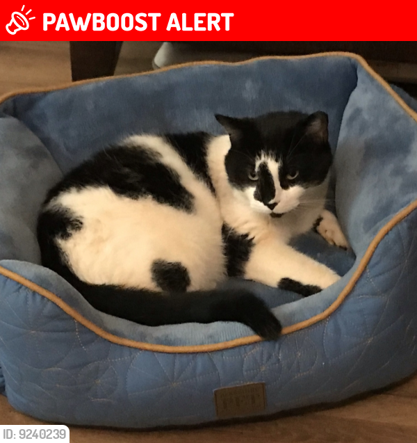 Lost Male Cat last seen Peach tree/ Cannon Ford Rd, Spartanburg County, SC 29349