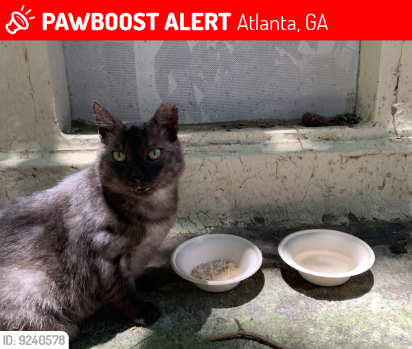 Lost Unknown Cat last seen North Druid hills road, Atlanta, GA 30329