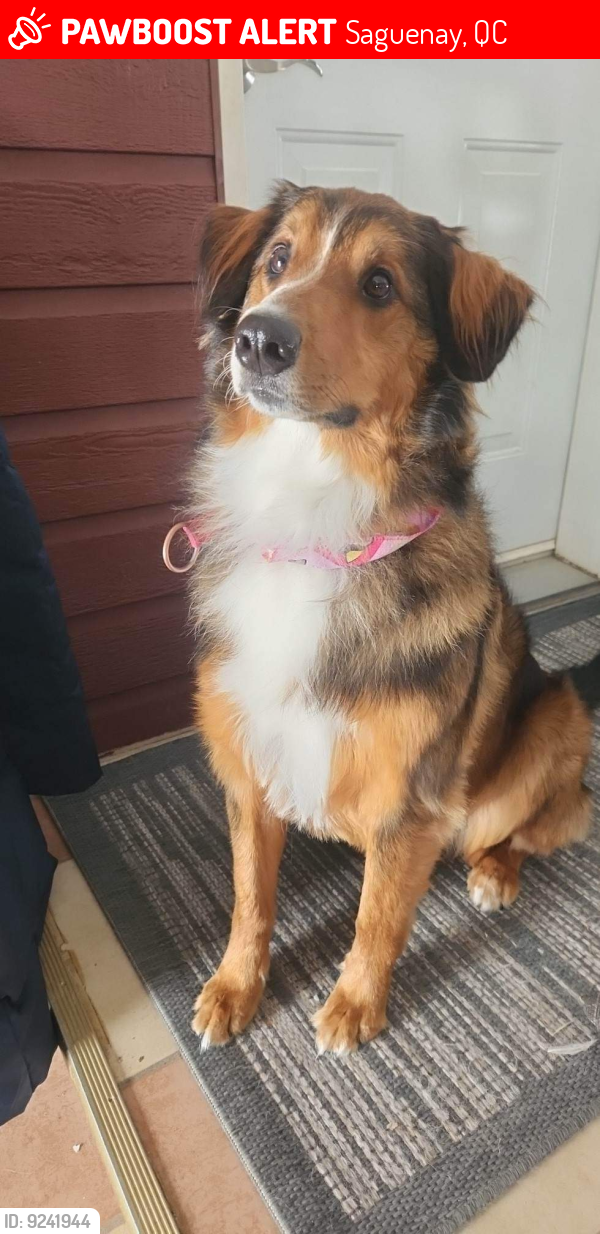 Lost Female Dog last seen Chemin Saint-Paul et Blvd Talbot, Saguenay, QC 