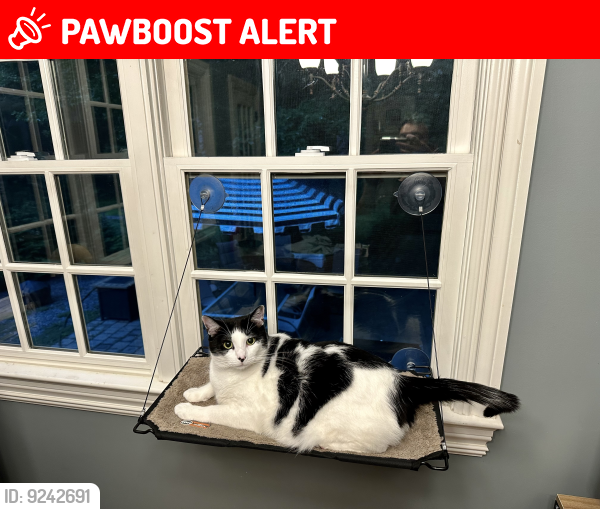 Lost Male Cat last seen Banker Rd, Vernon Township, NJ 07421