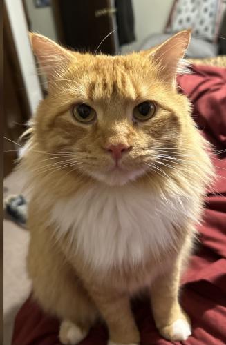 Lost Male Cat last seen Near block of Courthouse Rd (Near Museum), Dinwiddie, VA 23841