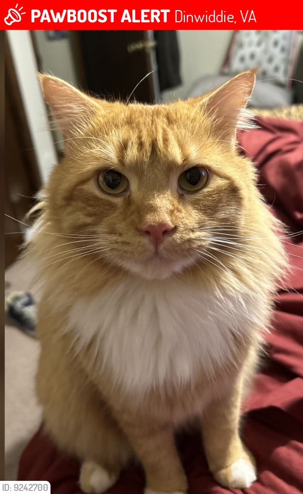 Lost Male Cat last seen Near block of Courthouse Rd (Near Museum), Dinwiddie, VA 23841