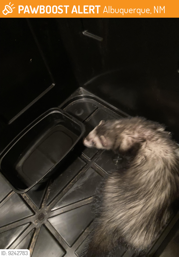 Albuquerque, NM Stray Ferret Found Near Mesa mariposa place NW | PawBoost