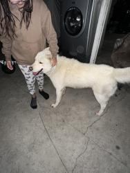 Reunited Male Dog last seen Clark & olive, Bellflower, CA 90706