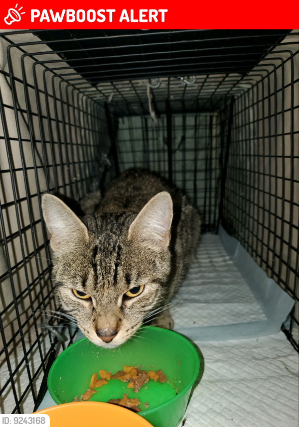 Lost Female Cat last seen Piute Trail near Tecumseh Trail , Pemberton Township, NJ 08015