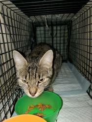 Lost Female Cat last seen Piute Trail near Tecumseh Trail , Pemberton Township, NJ 08015