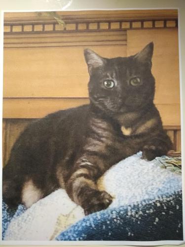Lost Male Cat last seen Reddenton Road and Woodgate Way, Noble Drive Area, Tallahassee, FL 32308