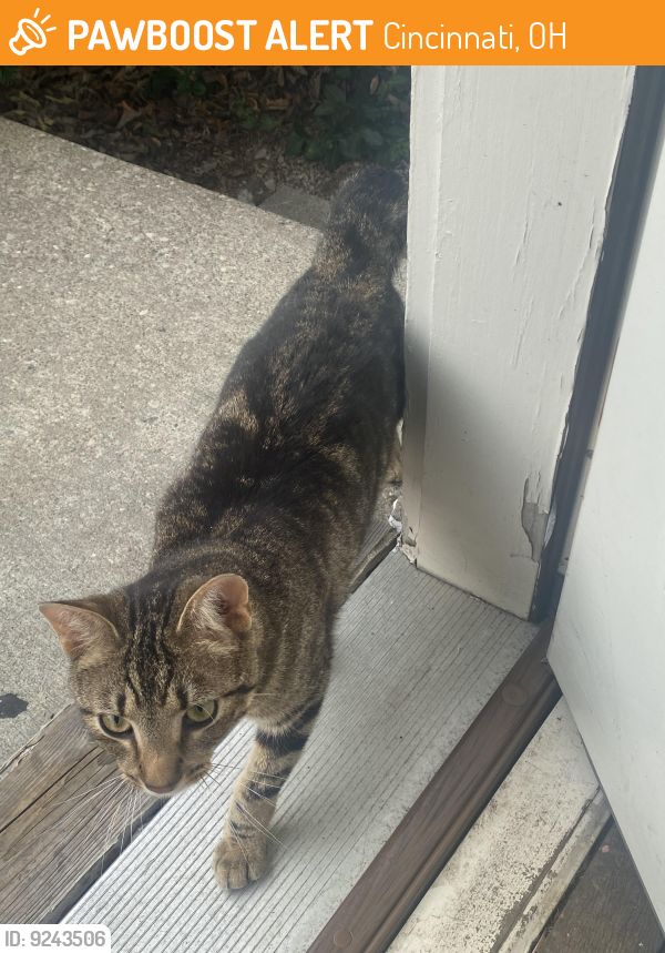 Cincinnati, OH Stray Cat Found Near Near Beechmont Avenue | PawBoost