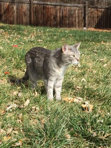 Lost Female Cat last seen Doral Ridge neighborhood , Marengo, IL 60152