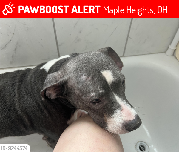 Lost Female Dog last seen Dunham, Maple Heights, OH 44137
