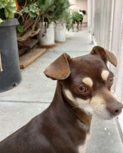 Lost Female Dog last seen Main St across from a pink church , Los Angeles, CA 90003