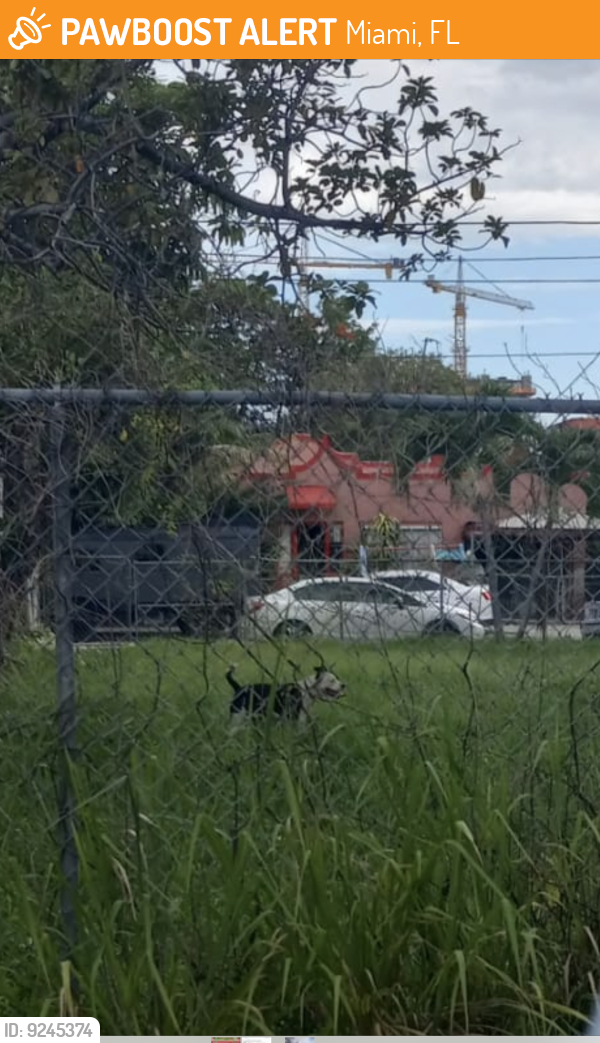 Found/Stray Unknown Dog last seen Midtown , Miami, FL 33127