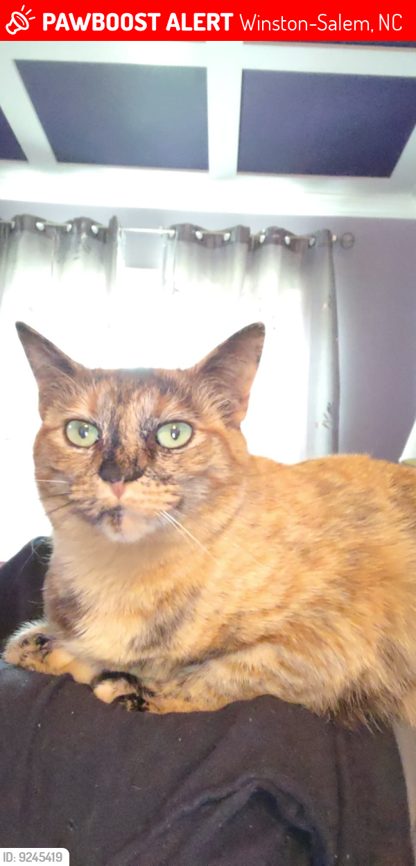 Lost Female Cat last seen Rosann an Casa Vista Ln, Winston-Salem, NC 27107