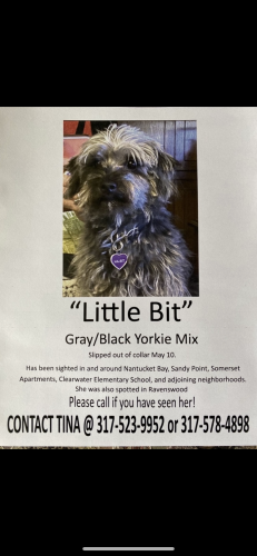 Lost Female Dog last seen 79th street and River Road, Indianapolis, IN 46240