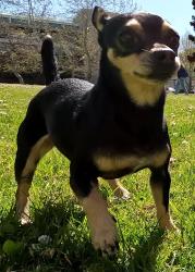Lost Female Dog last seen Near U.C. Riverside, Riverside, CA 92507