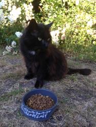 Lost Female Cat last seen No.6 Rd. & Blundell Rd., Richmond, BC V6W 1L8