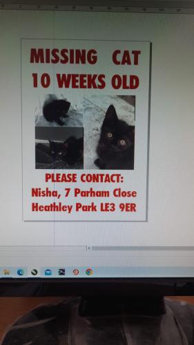 Lost Male Cat last seen Parham close leicester., Leicester, England LE3 9ER