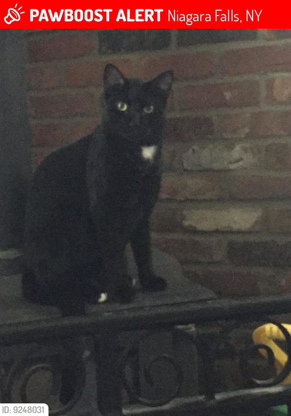 Lost Male Cat last seen Schultz Street, Stoelting Street, Niagara Falls, NY 14304