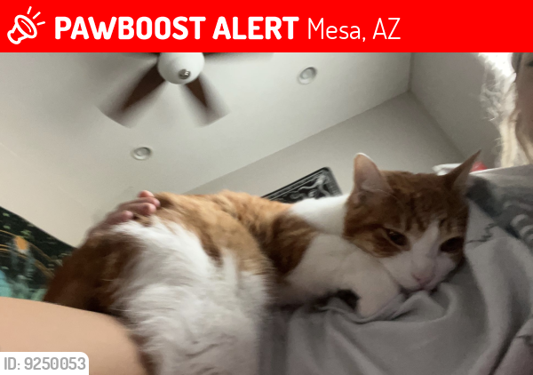 Lost Male Cat last seen McDowell and Ellsworth , Mesa, AZ 85207