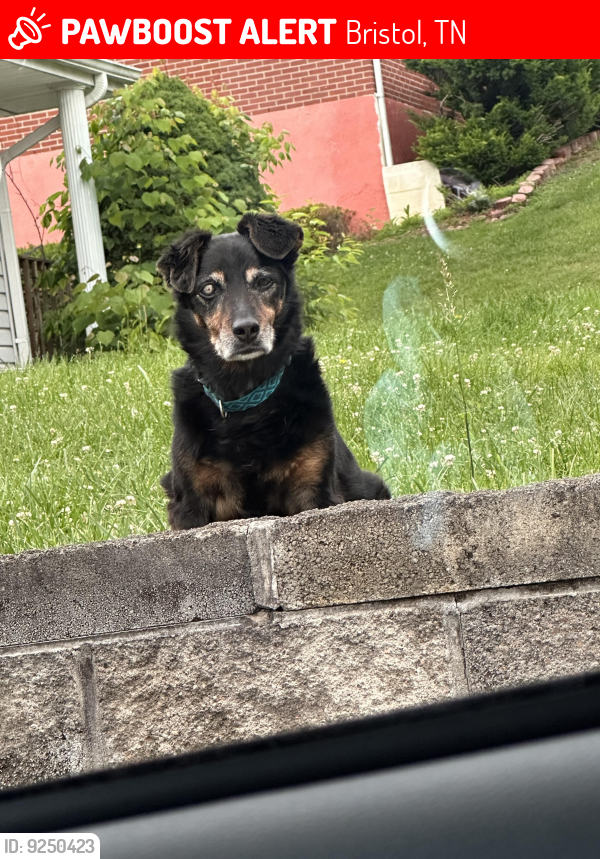 Bristol, TN Lost Male Dog, Max Is Missing PawBoost