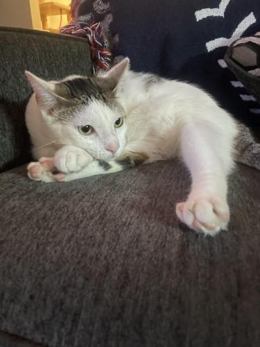 Lost Male Cat last seen East lake Emerald dr Wilmington , Murrayville, NC 28411