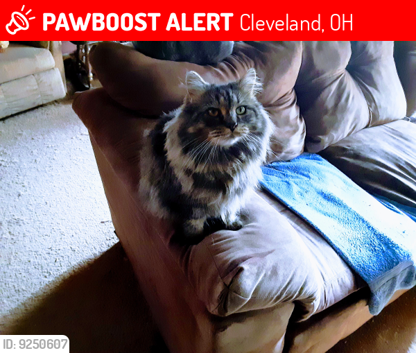 Lost Male Cat last seen Pearl Road near 47th, Cleveland, OH 44109