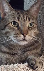 Lost Male Cat last seen Trafalgar / Wellington , Erin, ON 