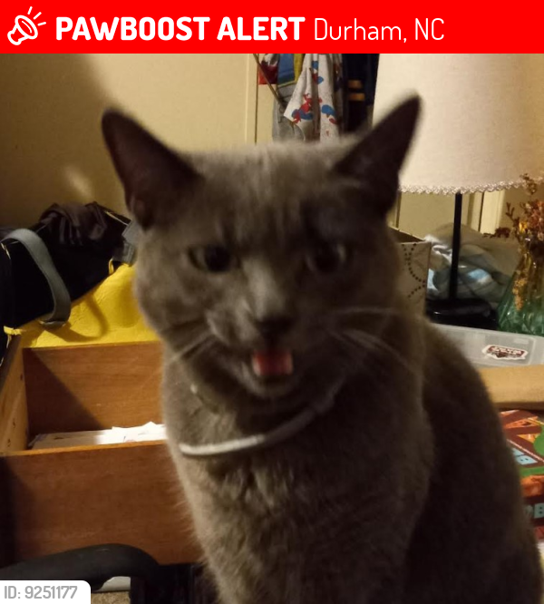 Lost Female Cat last seen Holder Road and Mineral Springs Road, Durham, NC 27703