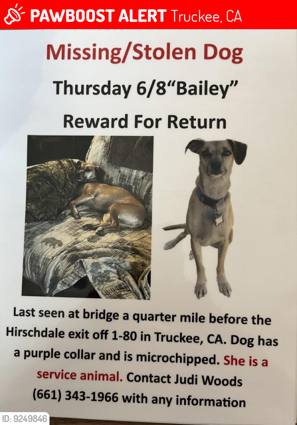 Lost Female Dog last seen Hirschdale exit  HWY 80, Truckee, CA 96161