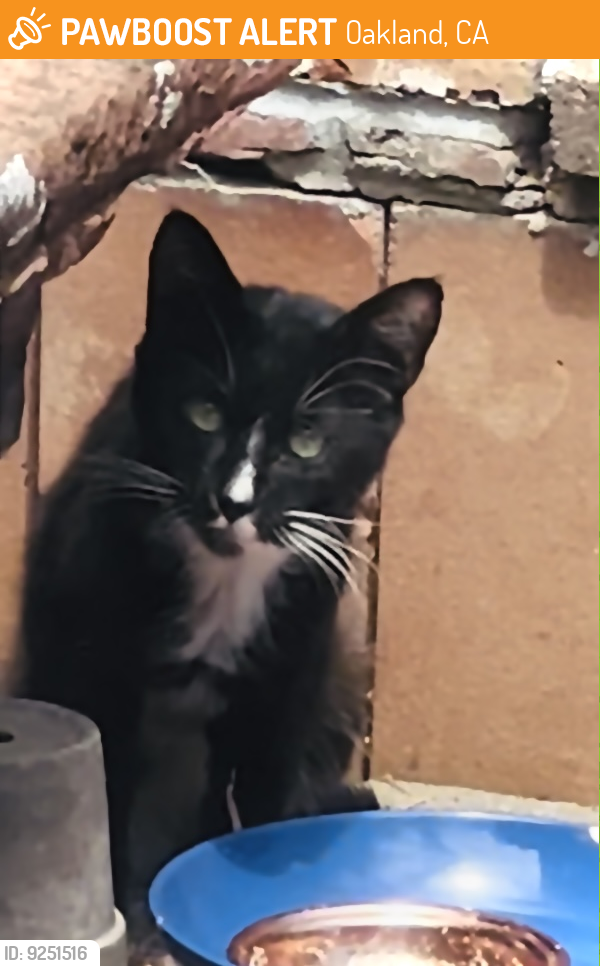 Found/Stray Unknown Cat last seen Hood and Stella, Oakland, Oakland, CA 94605