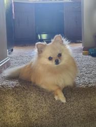 Lost Female Dog last seen Near Plummer School Rd, West Newton PA 15089, West Newton, PA 15089