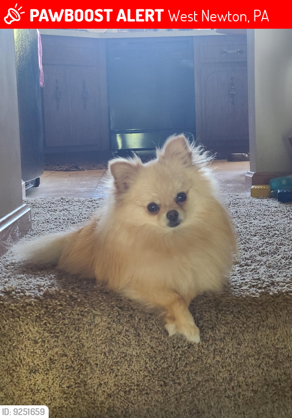 Lost Female Dog last seen Near Plummer School Rd, West Newton PA 15089, West Newton, PA 15089