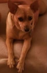 Lost Female Dog last seen Buckingham Street , Springfield, MA 01105