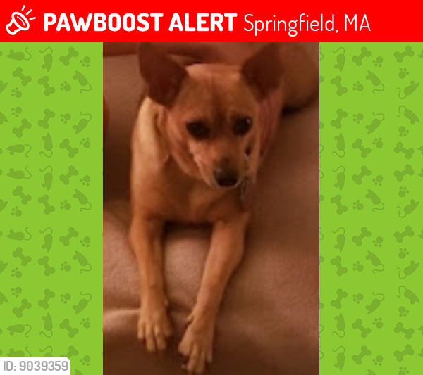 Lost Female Dog last seen Buckingham Street , Springfield, MA 01105
