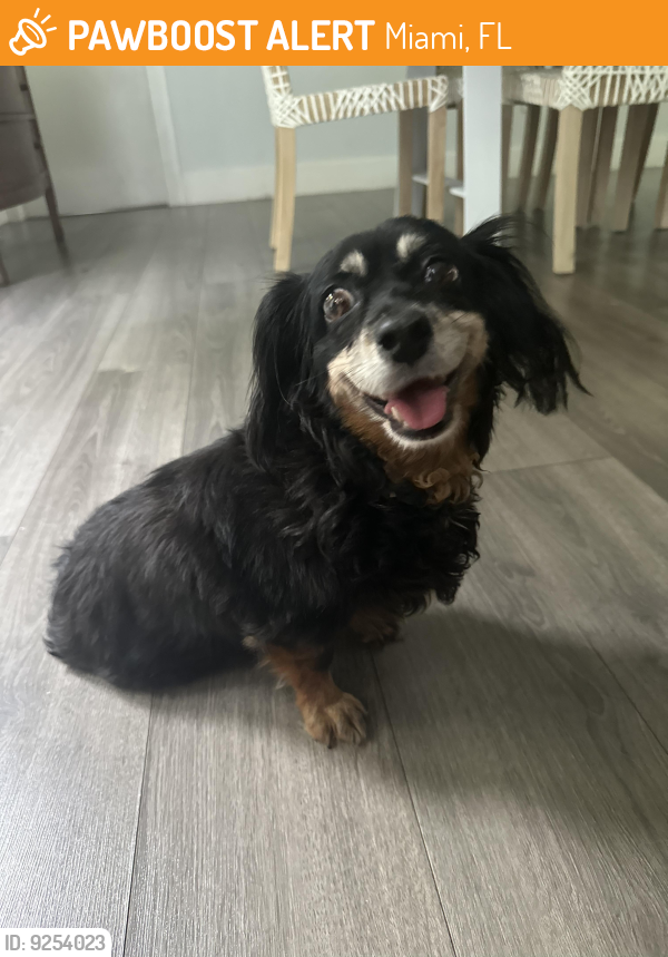 Found/Stray Female Dog last seen 22nd Ave & Tequesta, Miami, FL 33133