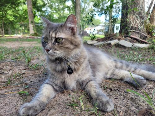 Lost Female Cat last seen Glory Avenue and 494 in Porter Tx, Porter, TX 77365