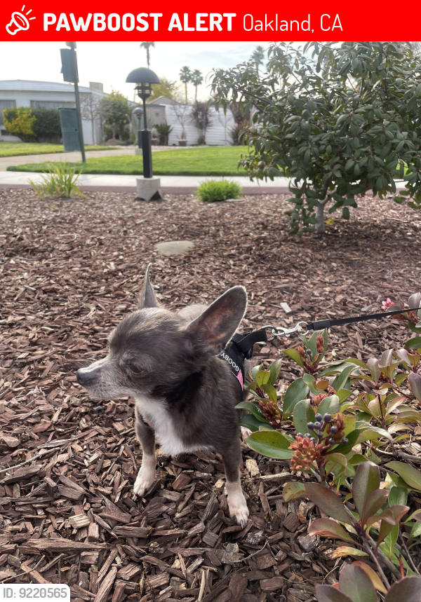 Lost Female Dog last seen Green& white tuff Sheds woman’s shelter 5th street, Oakland, CA 94612