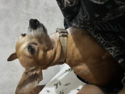 Lost Male Dog last seen Mayberry in between 6 mile and 107, Alton, TX 78573